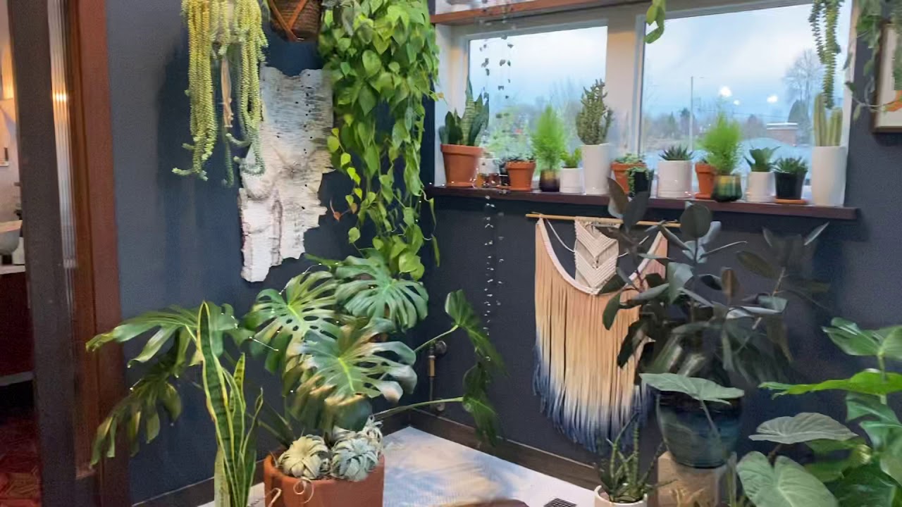 Winter Houseplant Tips