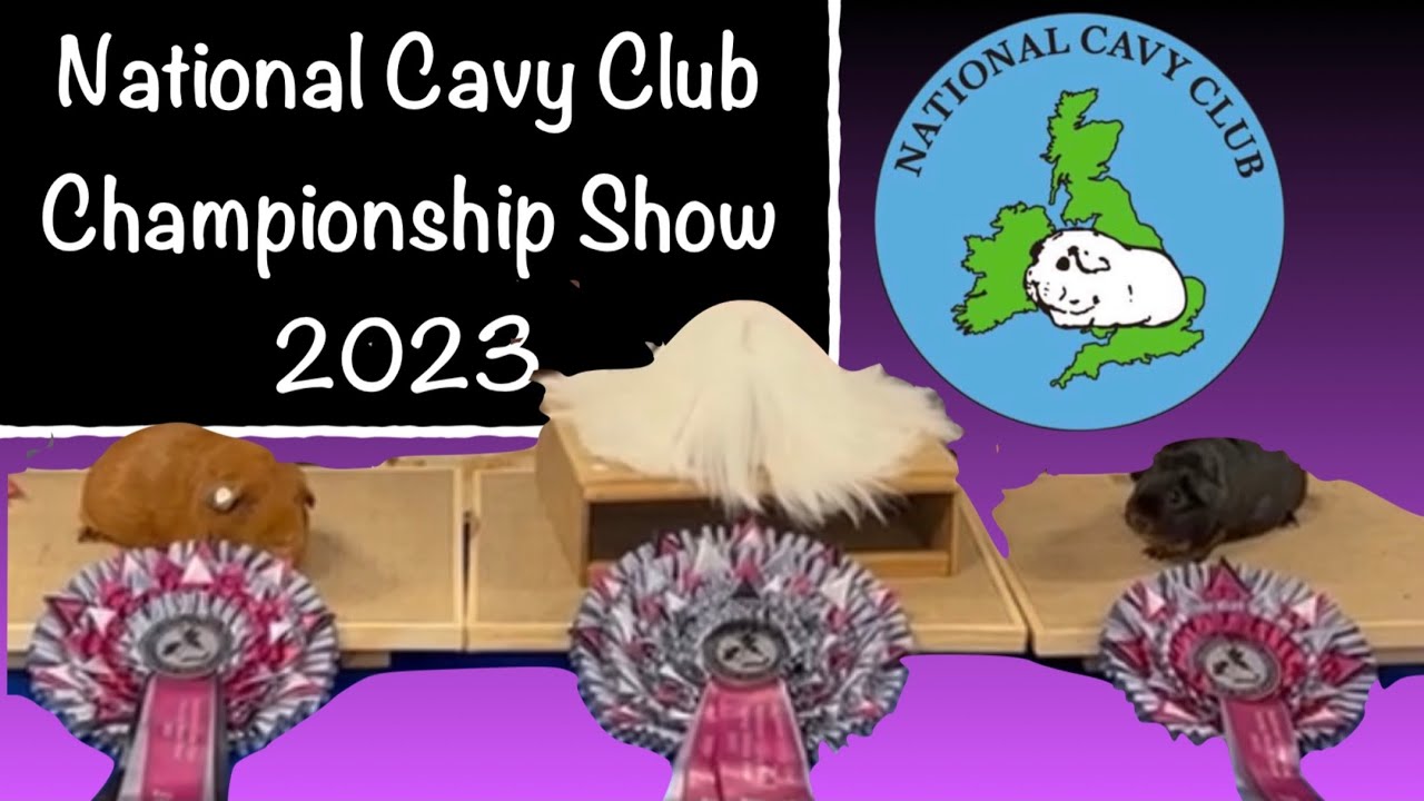 The National Cavy Club Championship Guinea pig show- Stafford 2023 @nationalcavyclub7250