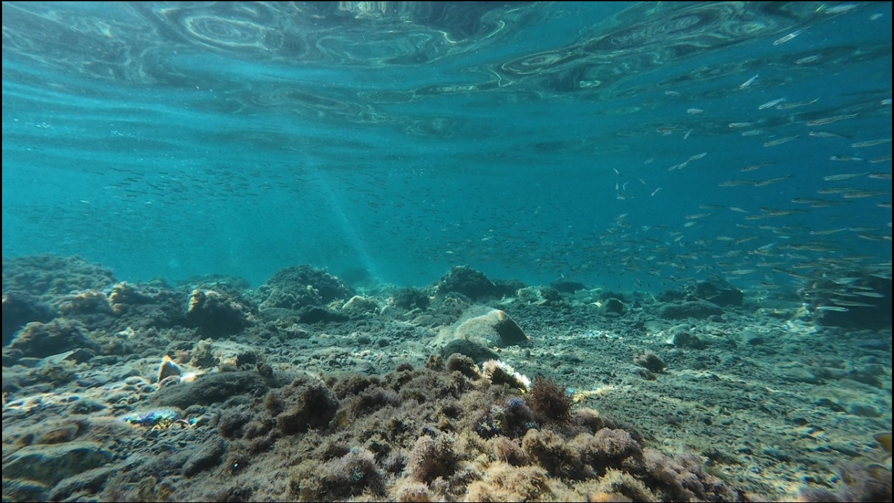Soothing Underwater Scene – Clear Water & Fish Swarms | 4K Relaxation Video