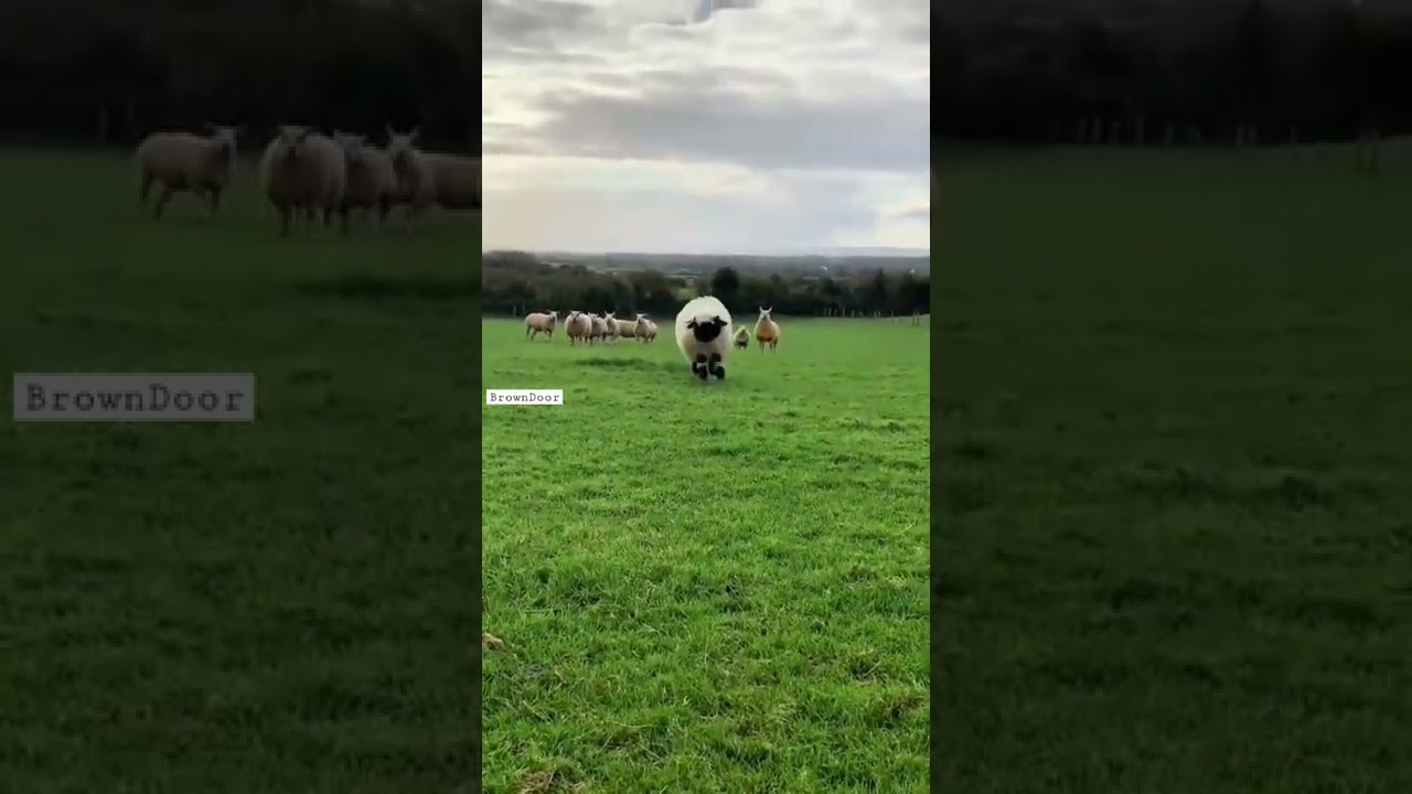 #sheep ,,Black face sheep| Nature's love #sheeps #cute #short #shorts