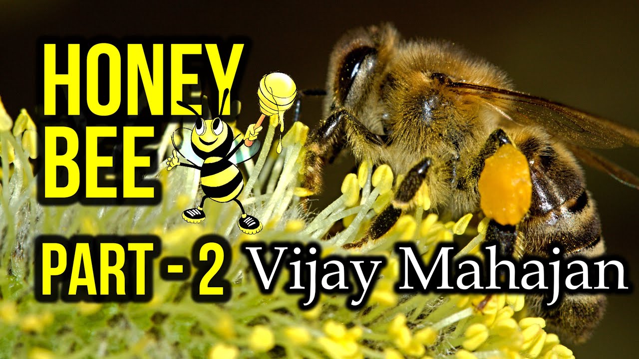 Part 2, Honey Bee - Farmer's True Friend, Mr Vijay Mahajan. All about Honey Bee #beekeeping #farm