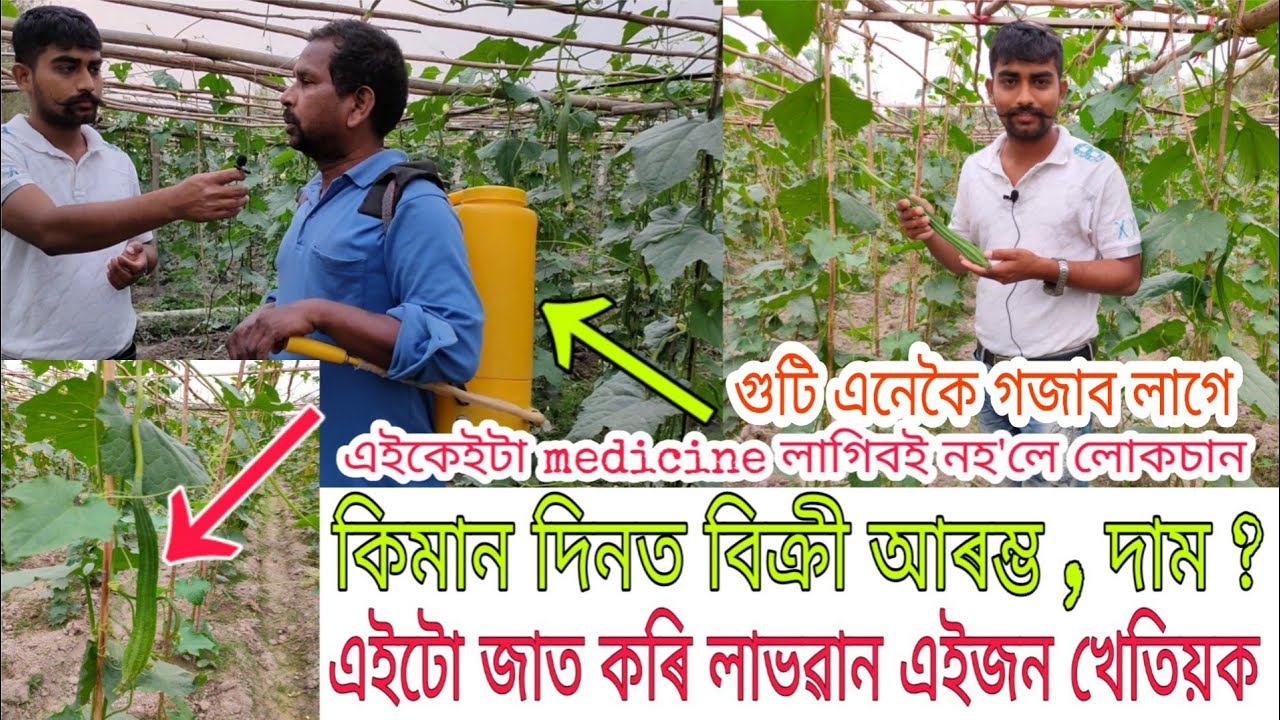 সফল জিকা খেতিয়ক-এনেকৈ কম ঠাইত অধিক লাভ কৰিছে/Ridge Gourd Cultivation best process and profits,Assam