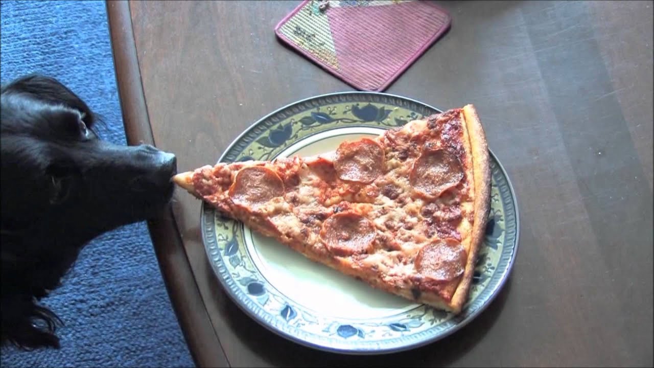 Cute dog steals pizza!