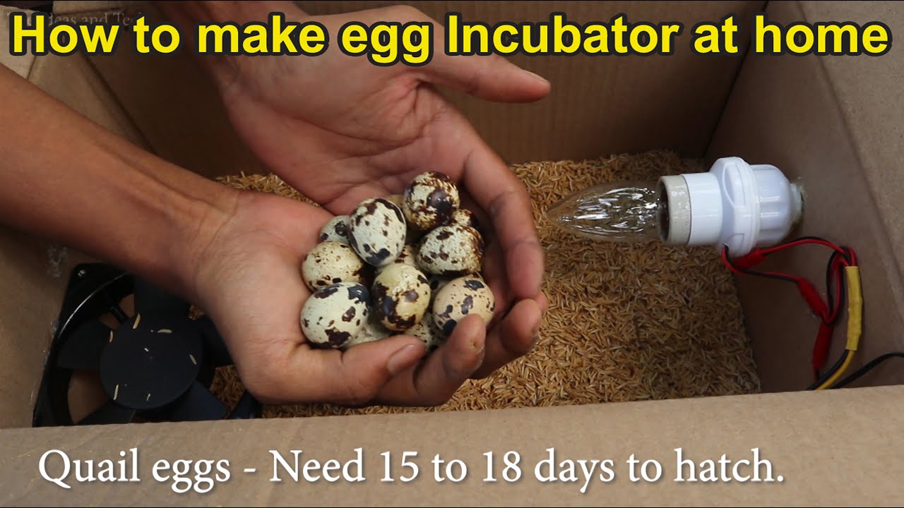 How to make hatching egg incubator at home easy – DIY egg hatching incubator with XH W3301