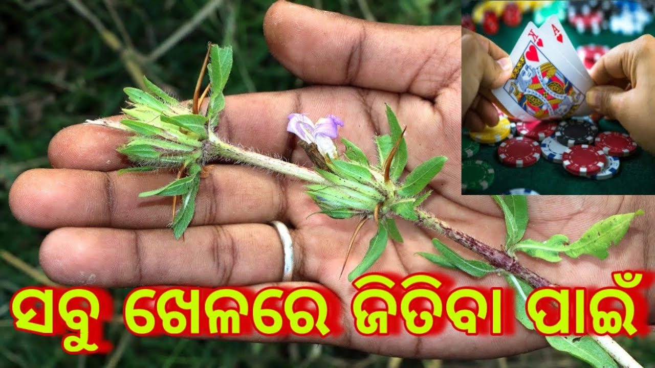 ଖେଳରେ ଜିତିବା ପାଇଁ ତାନ୍ତ୍ରିକ ପ୍ରୟୋଗ | satta jua khel totka odia | online treding | online market odia