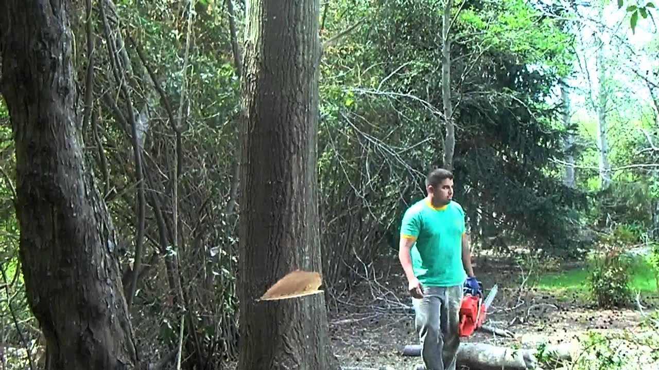 Como cortar un arbol y no morir en el intento !!