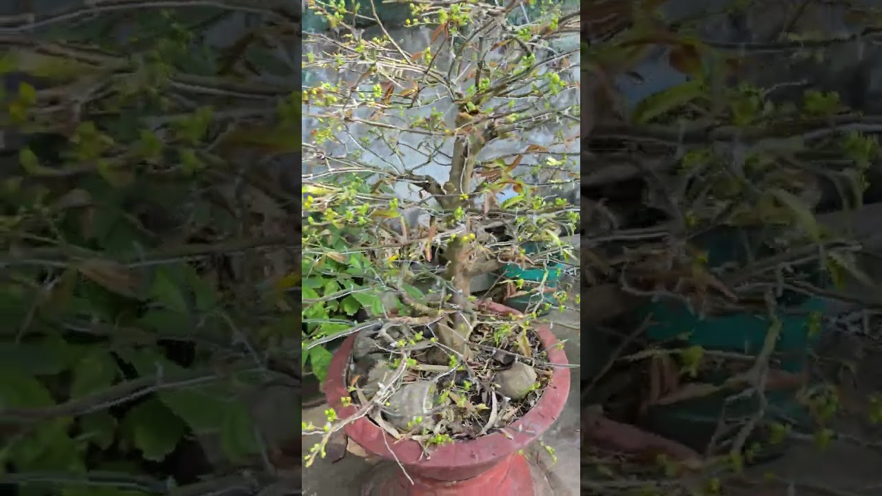 Ngày 23 ÂL. Nụ mai như thế nào là vừa. Nụ nhỏ. Nụ to. Xử lý như thế nào đúng cách.
