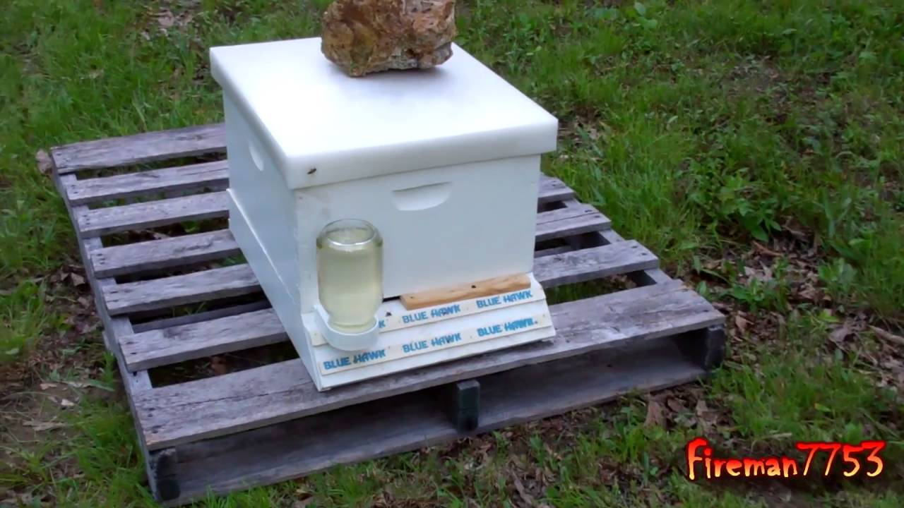 My New Beehive Hobby