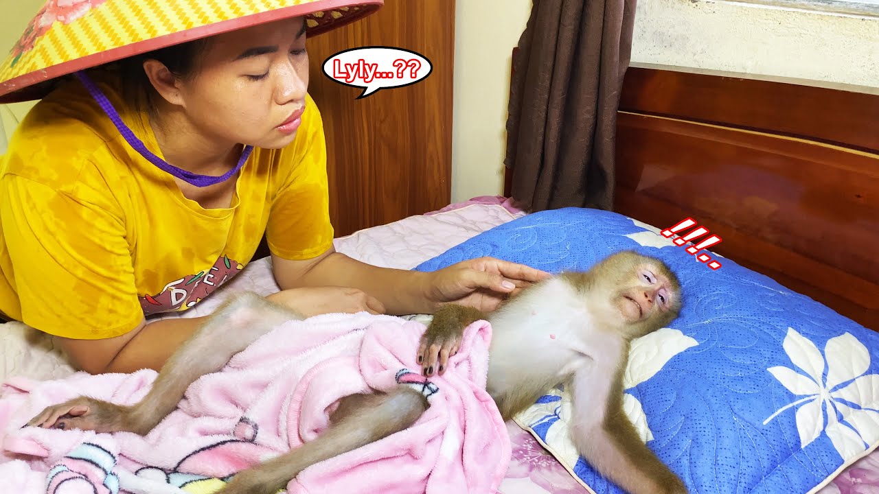 What happened to Lyly? Monkey Lyly curled up in the blanket and what surprised her mother