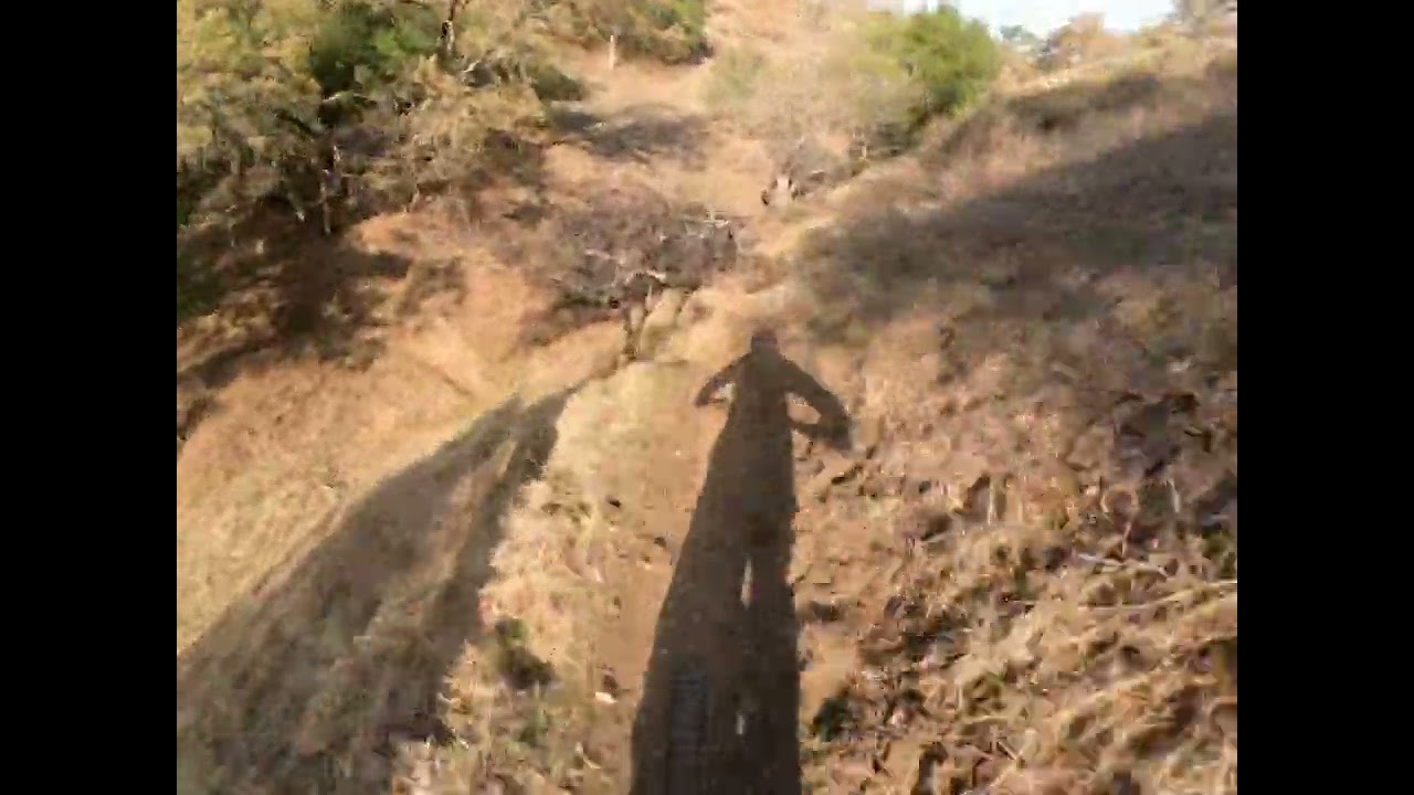 Briones park .. trail curl of the burl cerro abajo