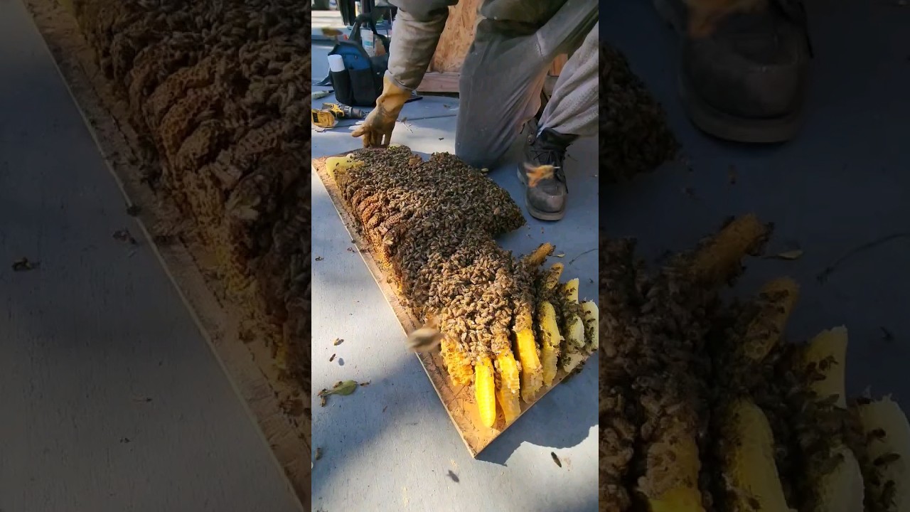 30k bees in a shed floor! Watch the entire rescue on our Snap Channel #shorts #nature #bugs #animals