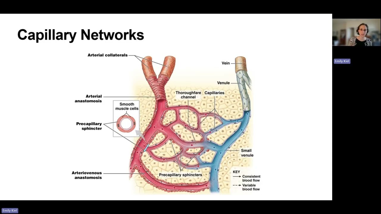 Blood Vessels - Chapter 19 (AP2)