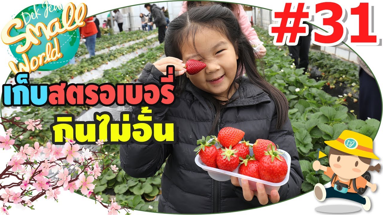 เด็กจิ๋วเก็บสตรอเบอรี่สดๆกินไม่อั้นที่ญี่ปุ่น (Japan17#31)