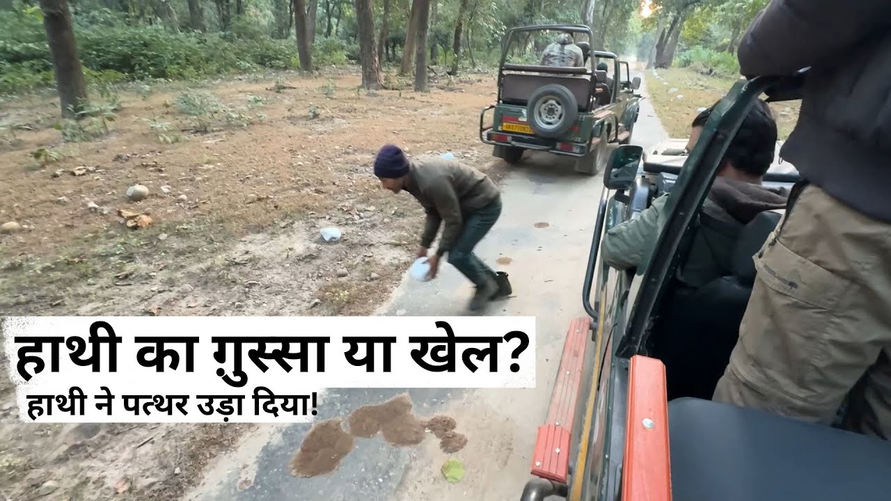 राजाजी नेशनल पार्क में हाथी का अनोखा खेल—पत्थर को किक मारकर बीच में ला दिया!