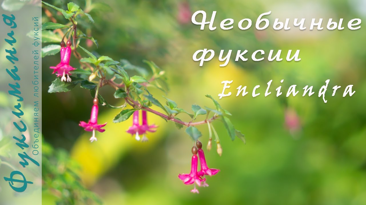 Фуксии Encliandra: экзотика с облаков
