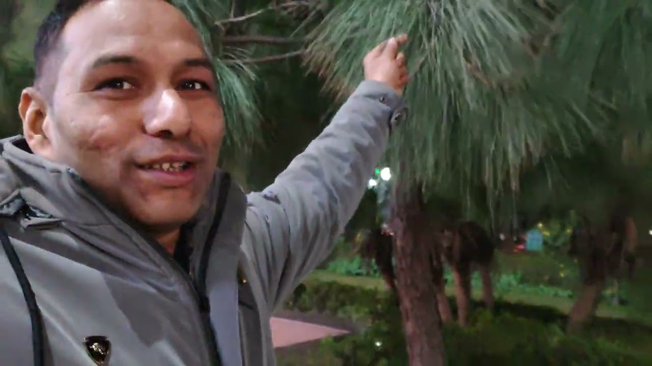 *🌲 Delhi mai pahli bar dekha pine tree🌲