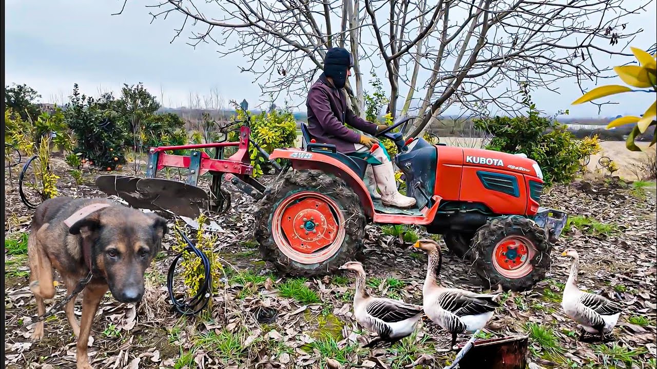 Village life“From Soil to Rice: Preparing the Field in the Countryside 🌾”