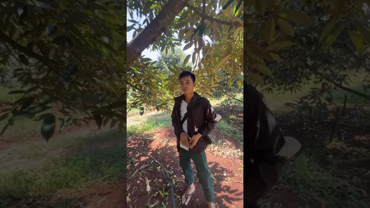 លទ្ធផលចម្ការទុរេននៅខាងបែកអន្លូង វគ្គក្ដឹបគុណភាព - The quality of the fruit with strong and healthy 