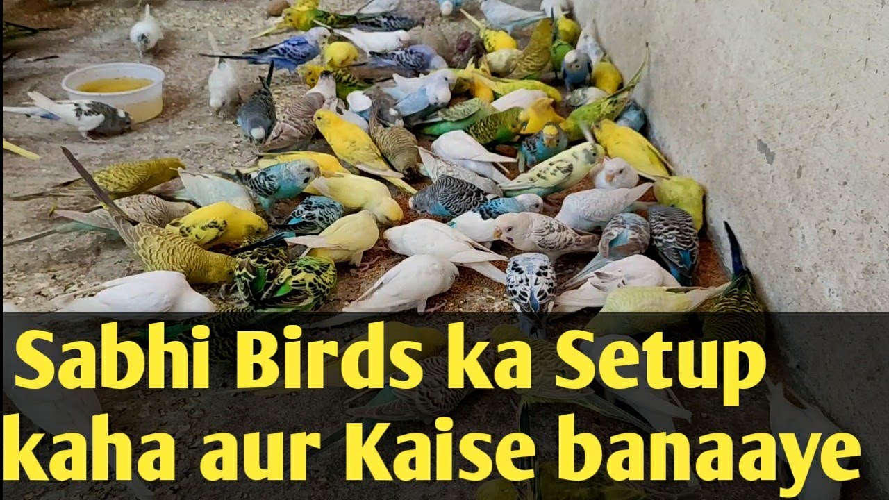 Koi bhi Birds Colony Setup kaha aur kaise banaya jaaye