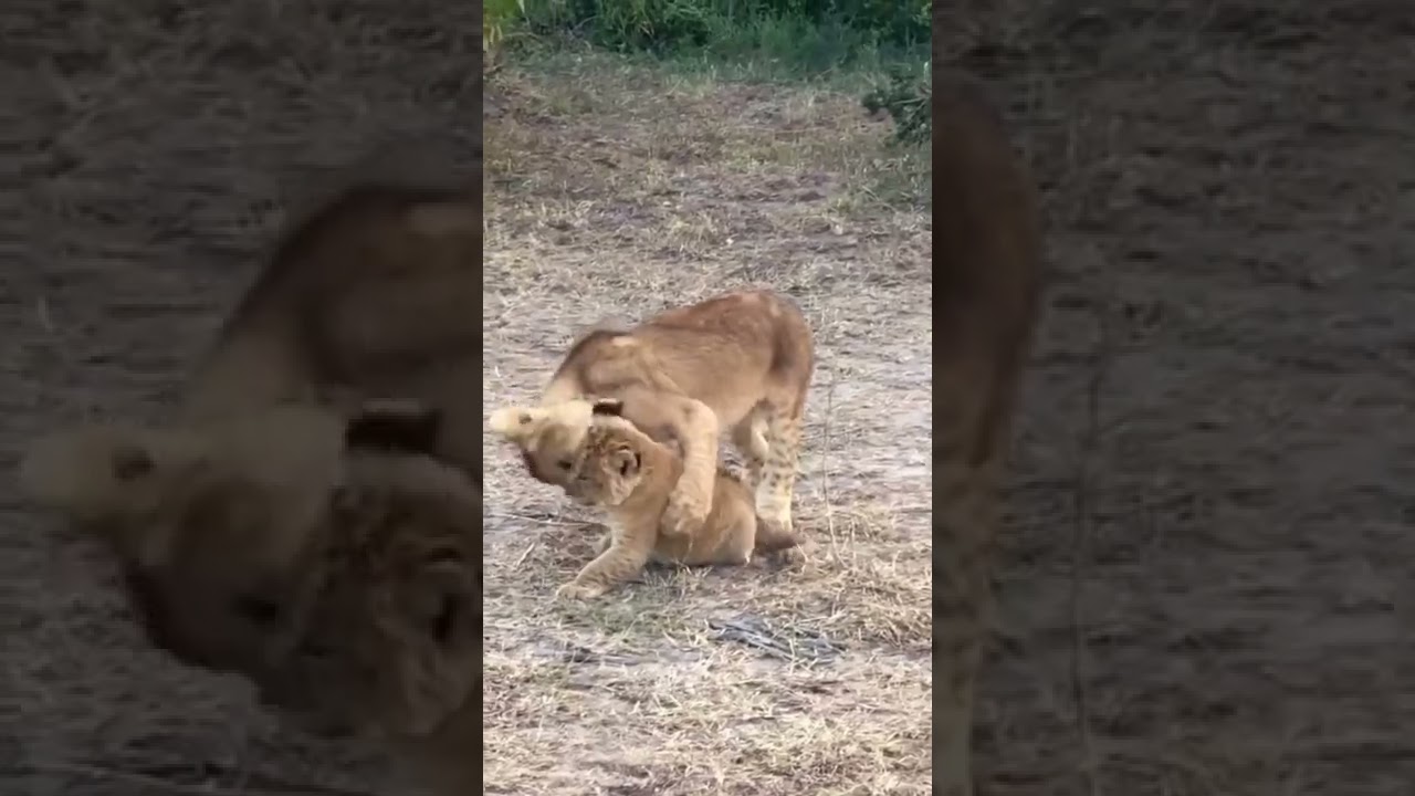 Wild Animals   Pray & Predators    Shorts   Viral Video   Trends   Animals   Prey Animals   Predator