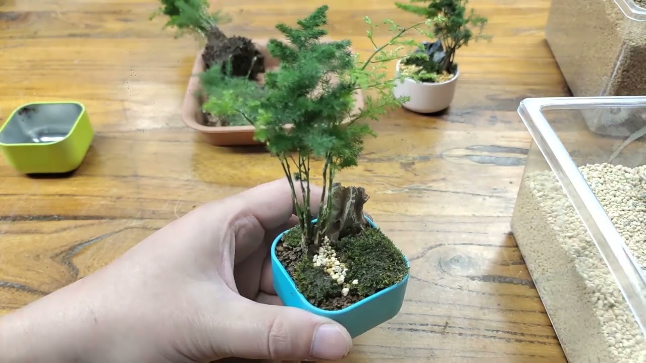 矮化文竹你從沒見過的文竹操作超治愈超好看