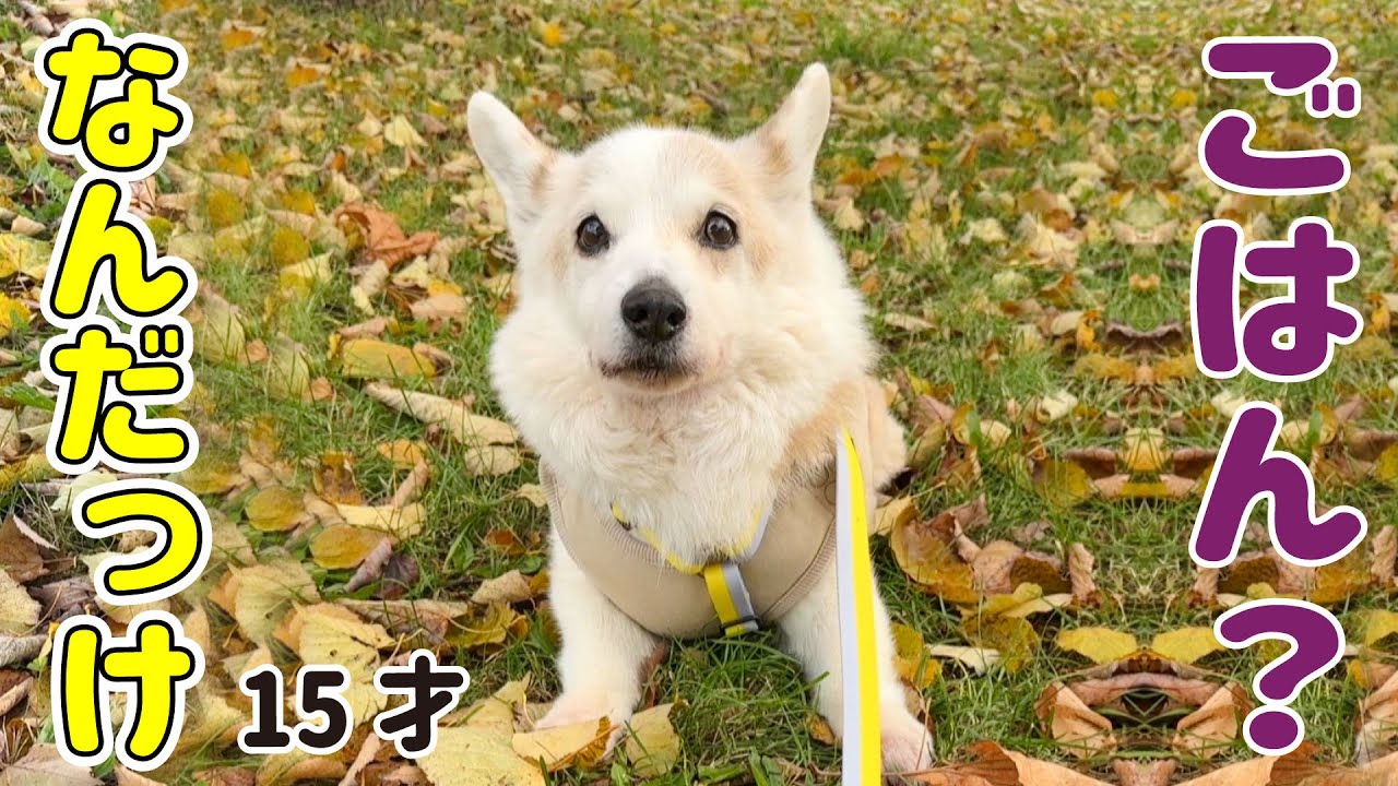大好きな「ごはん」という言葉を忘れてしまったシニアコーギー
