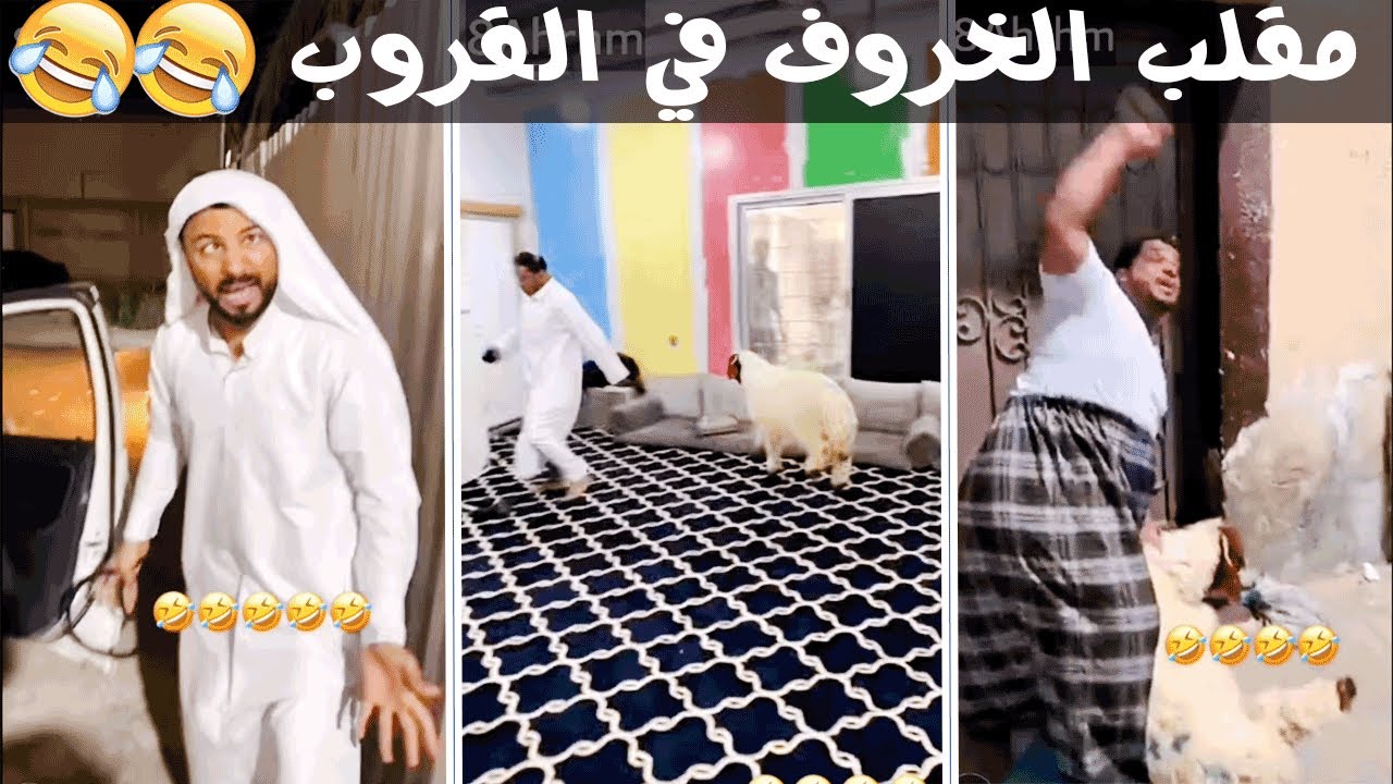 سنابات مرتضى - | بودويش | زجران | ومقلب الخروف بتموت ضحك هههه بودويش زجران مرتضى الشاعر