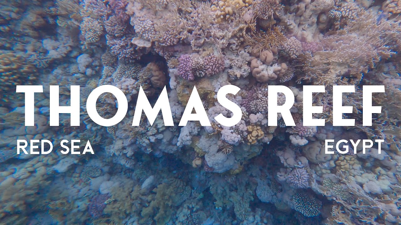 SCUBA DIVING @ THOMAS REEF - RED SEA - EGYPT