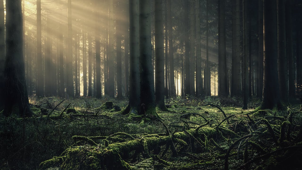 Fotografieren im Wald  |  Landschaftsfotografie  |  Tutorial  |  Lightroom  |  Bildbearbeitung