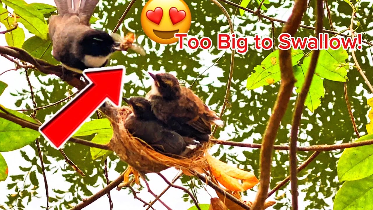 Too Big to Swallow! Baby Magpie Robin Gets a Huge Meal