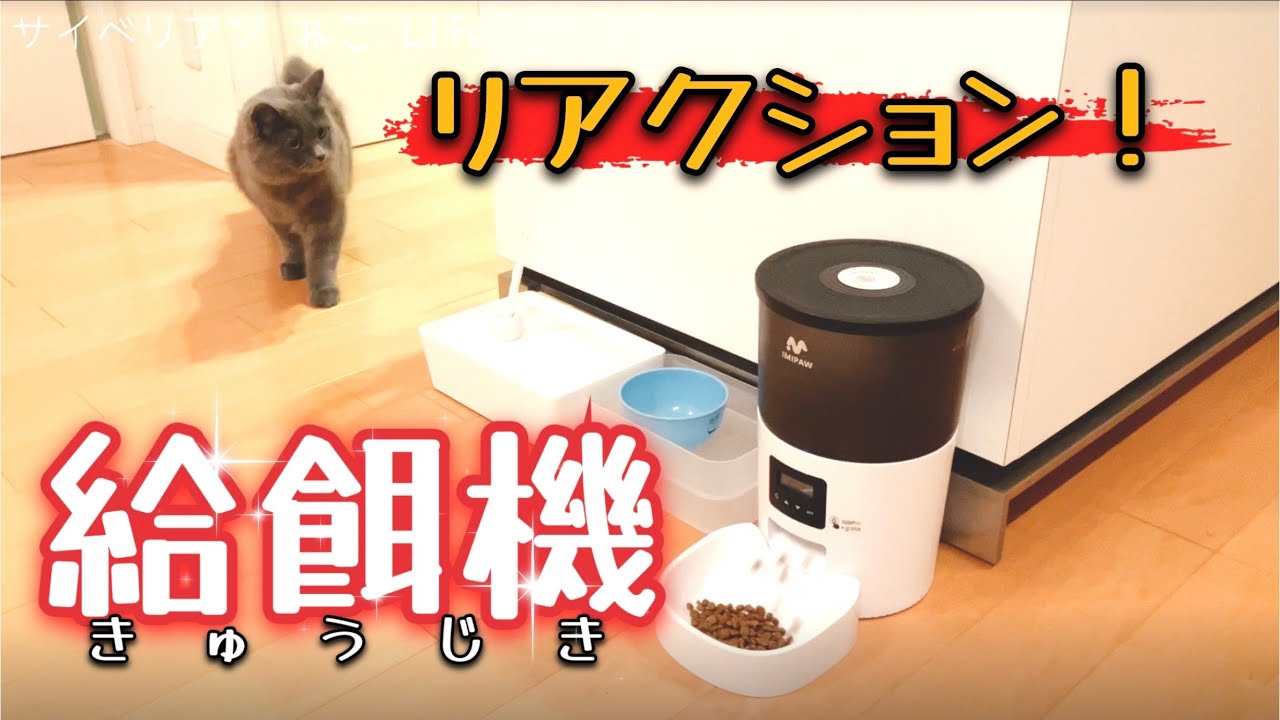 【サイベリアン子猫】給餌機を導入！餌が出た猫の反応はこちら
