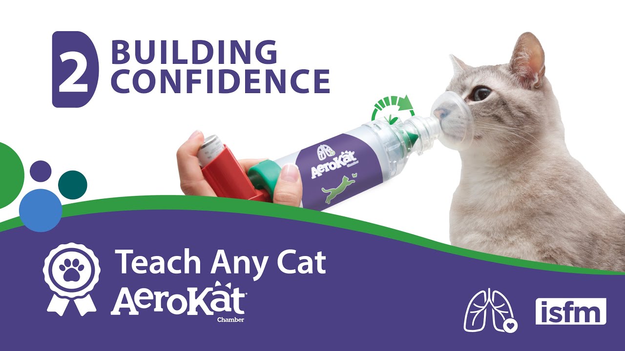 Teach Any Cat AeroKat* - 2: Building Confidence