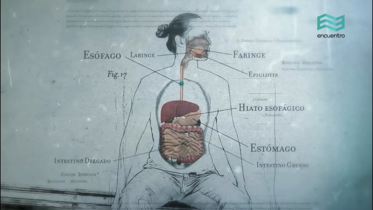 Sistemas. Cuerpo humano: Sistema Digestivo (capítulo completo) - Canal Encuentro