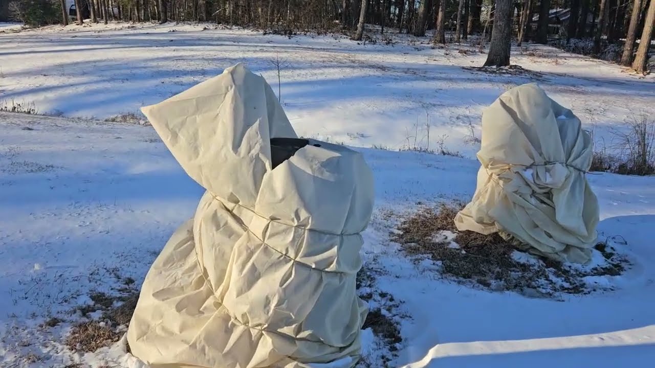 7,5 см снега и 3,2°C... Выживут ли цитрусовые деревья? - 2 февраля 2026 г.