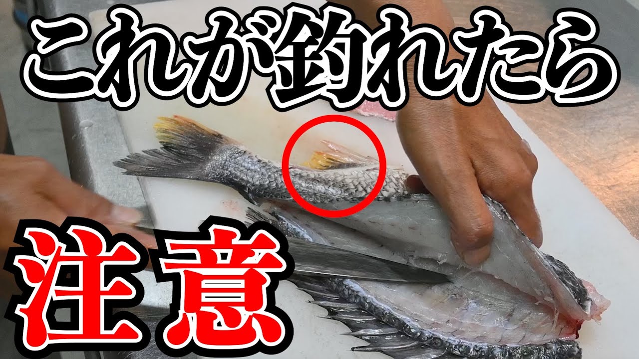 【キビレのさばき方/信州蒸し】キビレで最高に美味い郷土料理を作る
