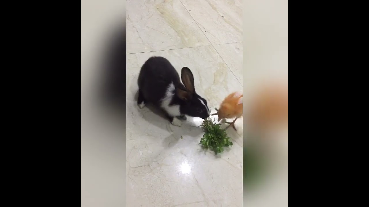 #youtube #comedy My rabbit fighting with chinky for food