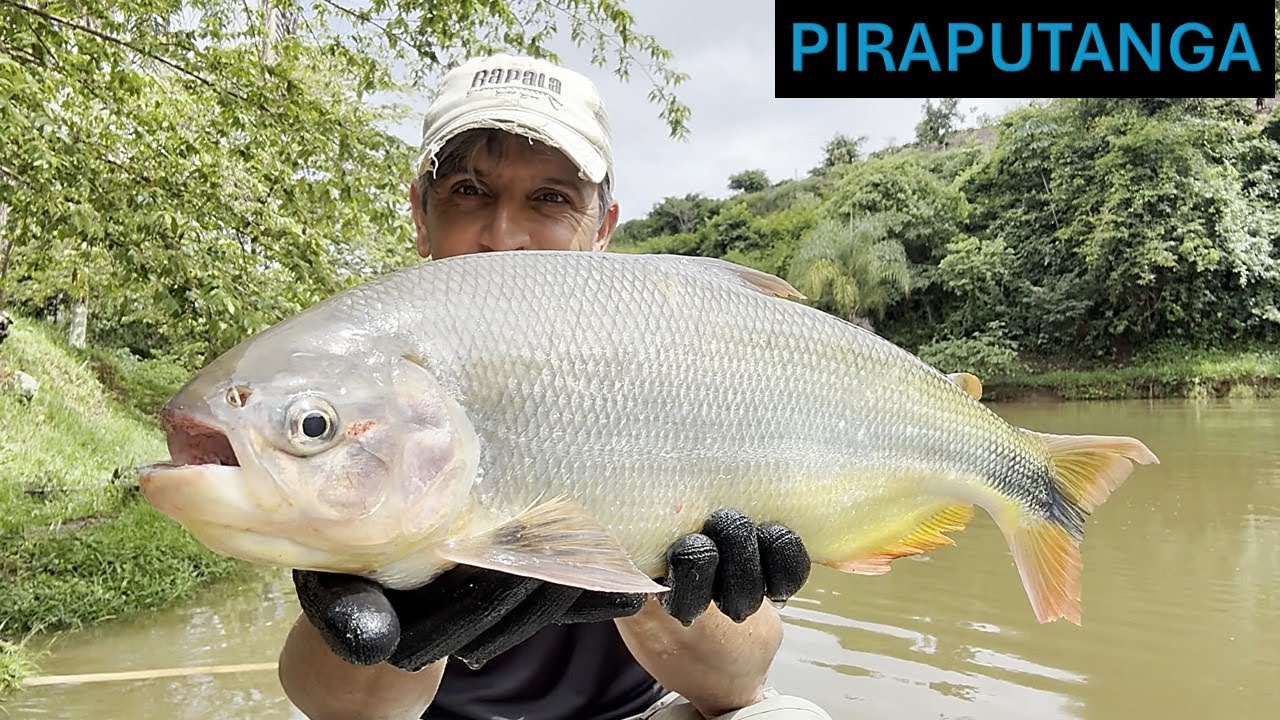 Piraputanga!! um Peixe que vale a pena conhecer.