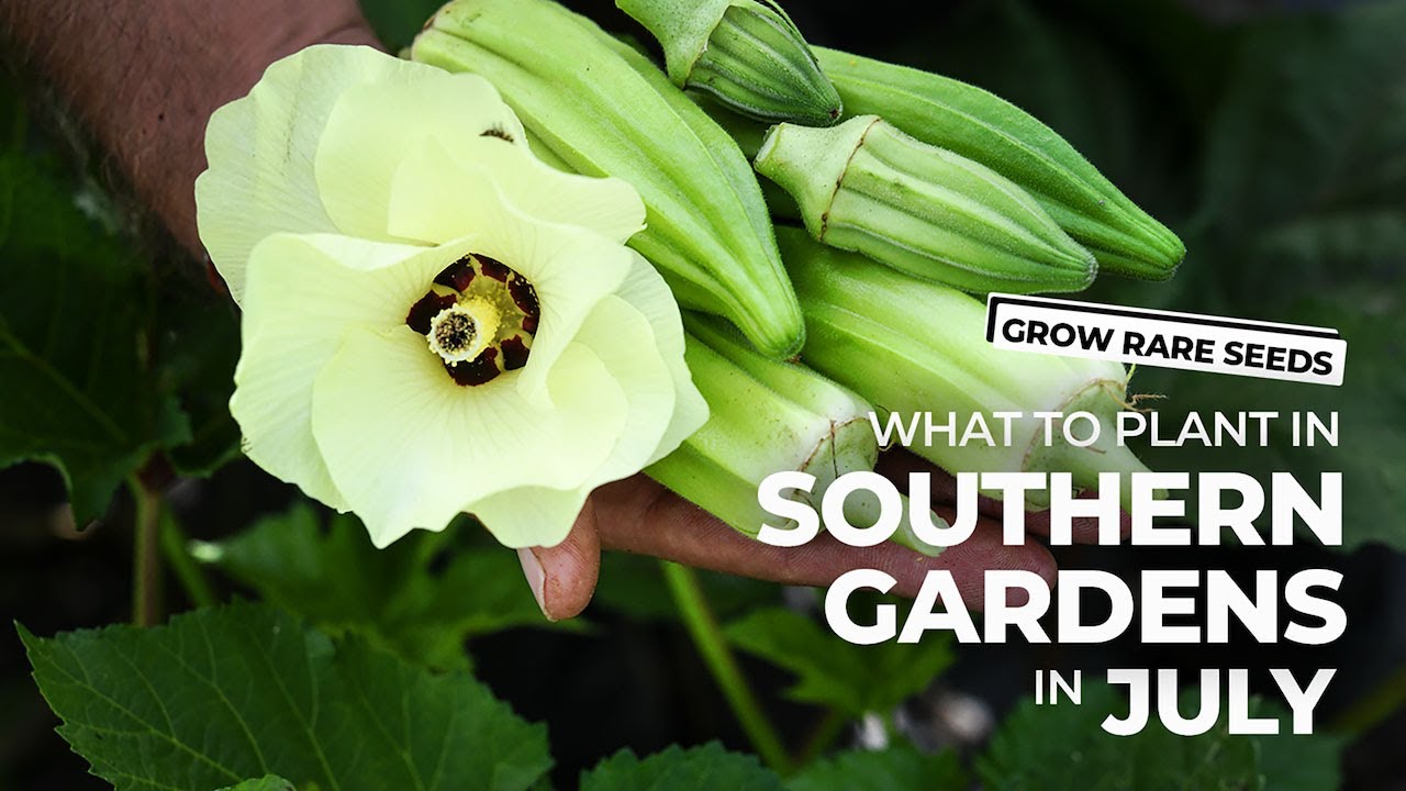 GROW RARE SEEDS | What To Plant In Southern Gardens In July