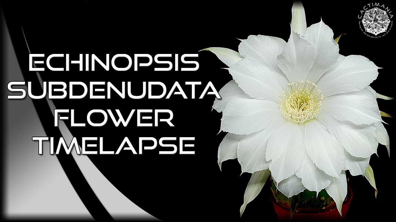 Echinopsis Subdenudata Flower Timelapse | #Cactus & #Succulents