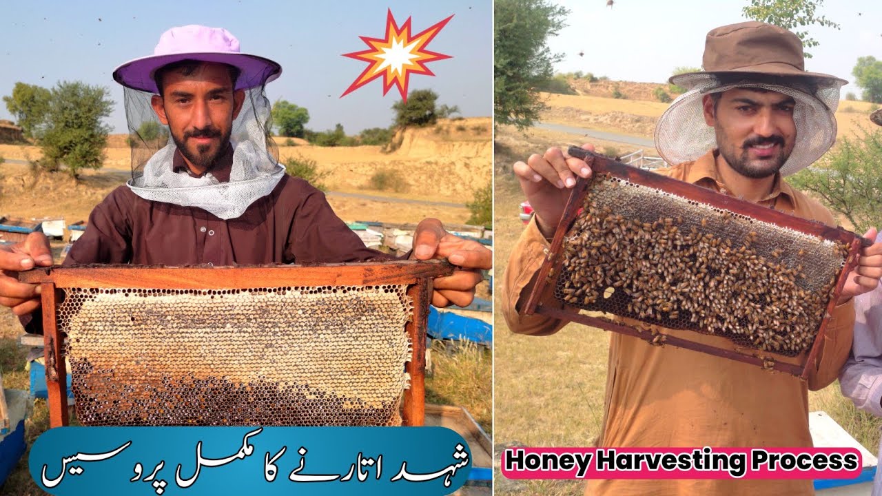 Honey Harvesting in Pakistan | تربيه النحل | Honey Farming ! Aamir Jhelumi