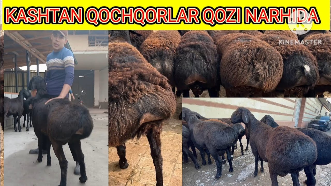 QOCHQOR NARHLARI SINDI KORMASANGIZ ISHONMAYSIZ 😲😲😲