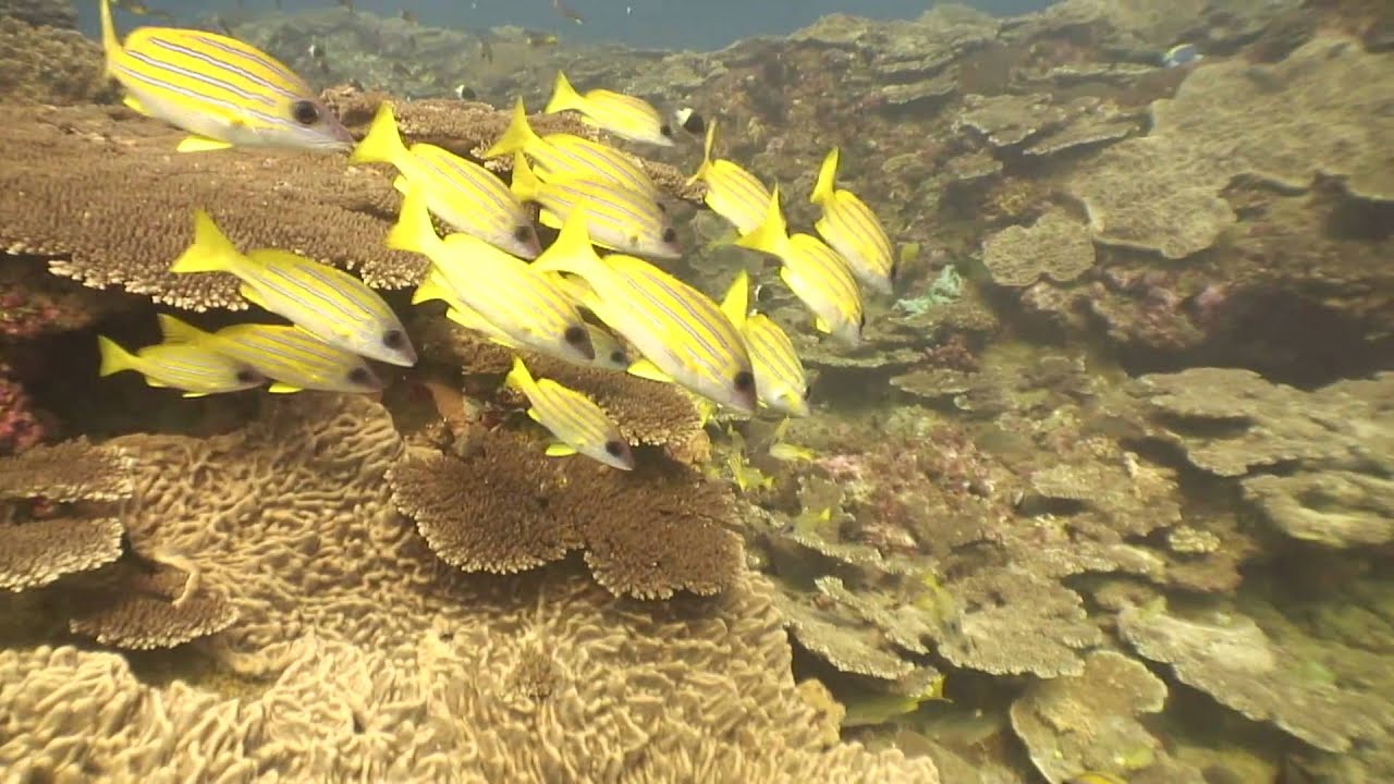 Two Mile Reef - Sodwana Bay