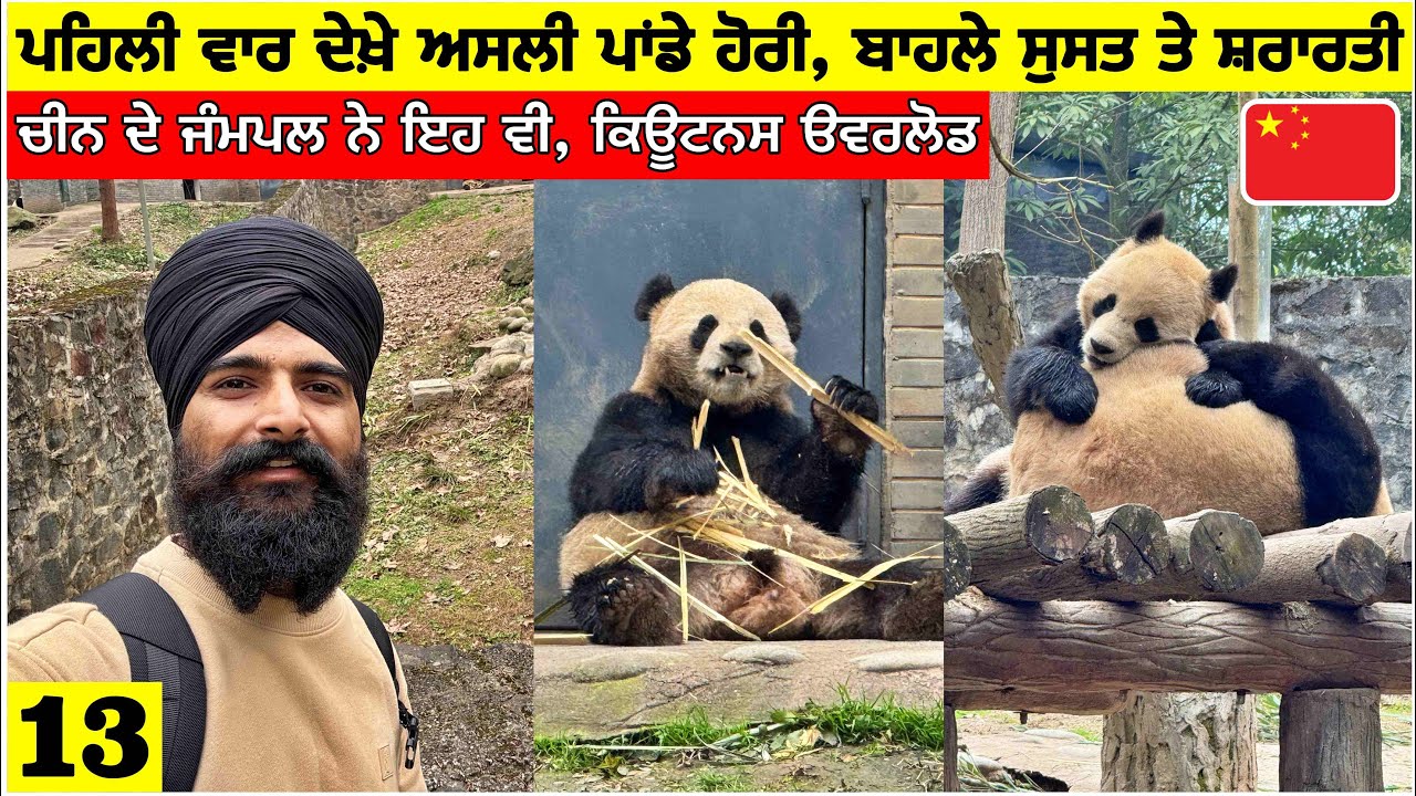 ਪਹਿਲੀ ਵਾਰ ਦੇਖੇ ਅਸਲੀ ਪਾਂਡੇ ਅੱਜ🇨🇳ਬਾਹਲੇ ਹੀ ਸੁਸਤ ਤੇ ਸ਼ਰਾਰਤੀ🐼Real Panda's in China| Punjabi Travel Vlog