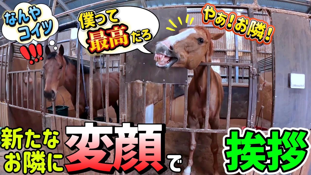 厩舎をお引越しした引退競走馬きんちゃん。お隣になった引退競走馬に対して得意の変顔を駆使して挨拶の押し売りをした結果が…。【ツルマルボーイ様のシモベ】