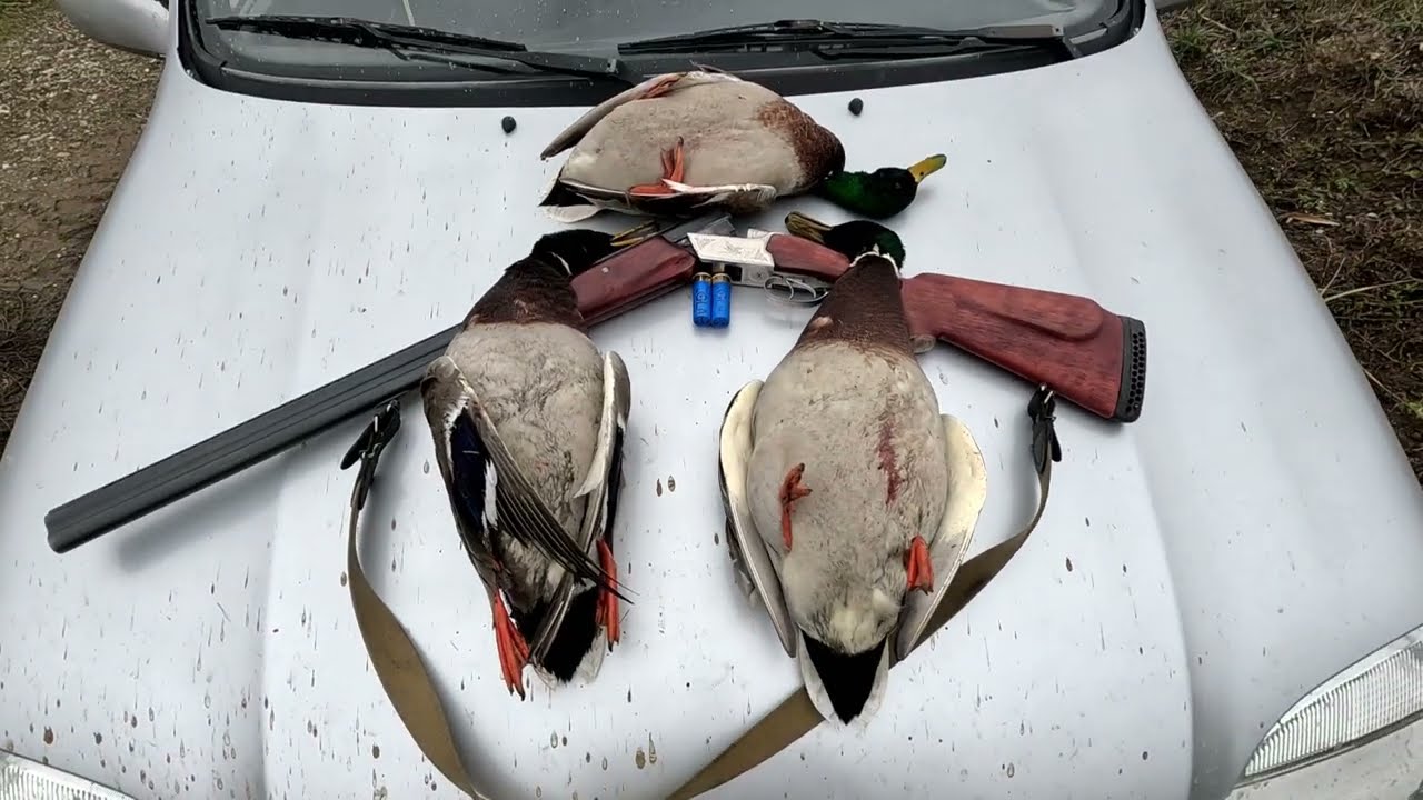 ТОЗ-34 бьёт на ПОВАЛ.Утка взлетает прям с под ног.Охота на Кубани.#hunting #охота #охотанаутку