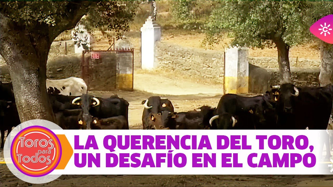 Toros para todos | Las querencias del toro en el campo son un desafío para trabajar con el ganado