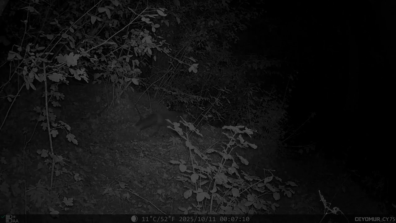 Fauna del 10 Ottobre 2025 – Gatto, Tasso, Volpe | Appennino bolognese | RoffenoWild