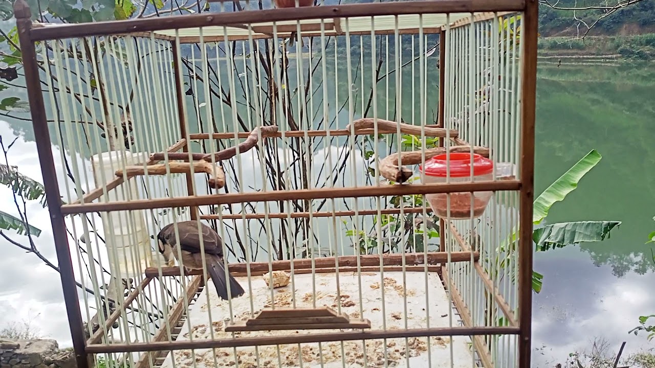 chào mào non cuối vụ 6 tháng tuổi  tập hót