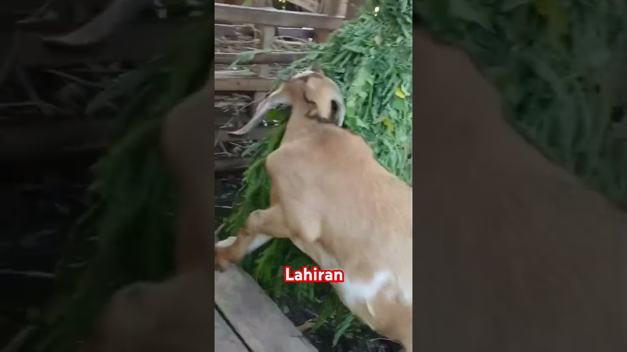 br lahir 