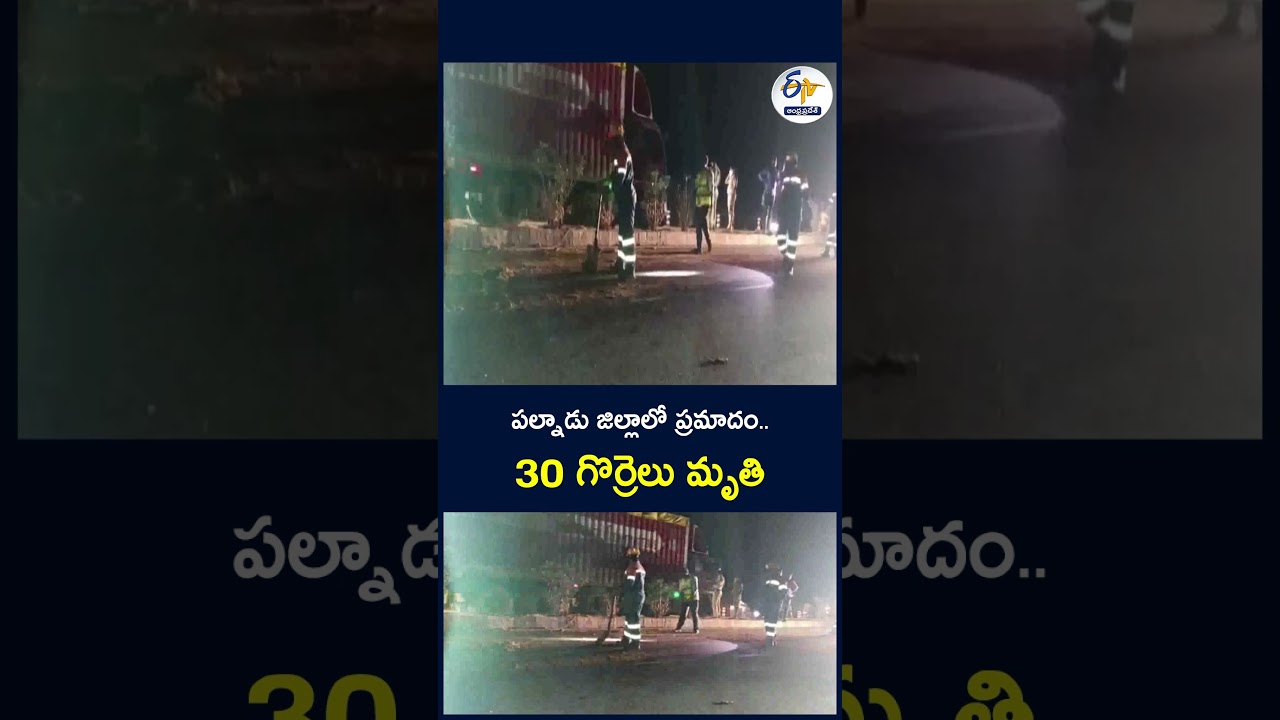 పల్నాడు జిల్లాలో ప్రమాదం   30 గొర్రెలు మృతి  #Palnadu #PalnaduDistrict #Accident #SheepDeath